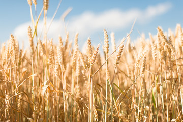Fototapeta premium Yellow grain ready for harvest growing