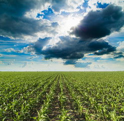 Growing corn field, green agricultural landscape © oticki