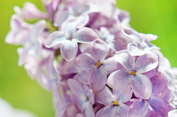Flowers lilac in a bright light on a green background