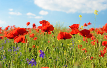 Obraz na płótnie Canvas Beautiful poppy flowers in a field against the sky in pastel col
