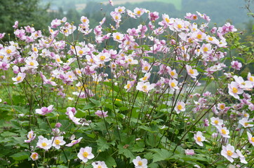 Anemonen blühen prächtig
