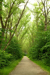 Fototapeta premium park