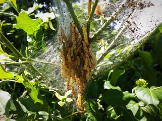 Larvennest im Busch