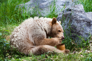 Naklejka premium Kermode (Spirit) Bear Eating Honey