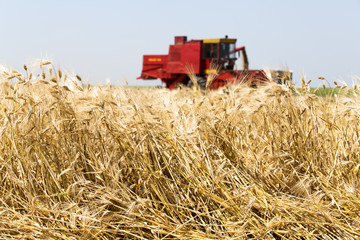 Obraz premium Combine harvesting beer barley on a bright, sunny day