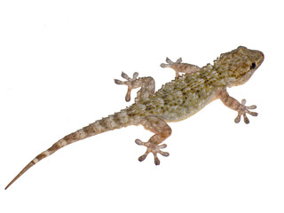 Obraz premium Gecko close-up