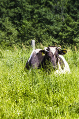Cow on a pasture, on a green grass