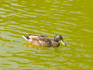 Swimming duck