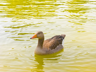 Swimming duck
