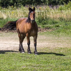 Horses in Suwalki Landscape Park, Poland.