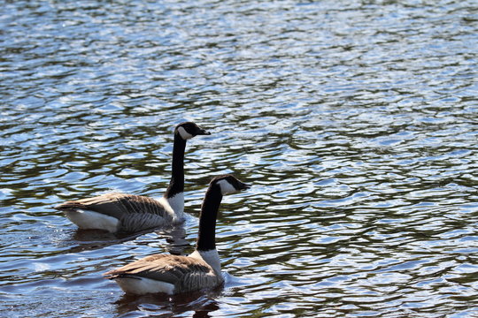 zwei Kanadag&auml;nse auf dem See