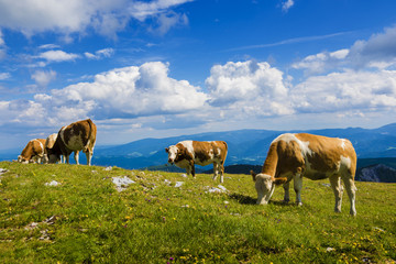 Schneeberg Alm