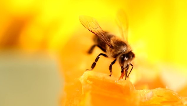 Bee gathering honey and nectar with proboscis