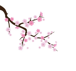 Cherry Blossom