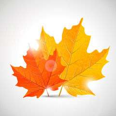 maple leaves - illustration