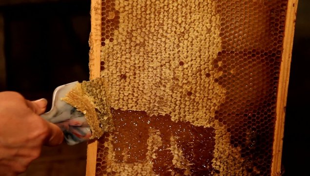 Beekeeper unseal honeycomb with knife to subtract honey
