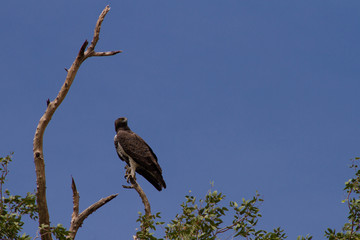 Martial eagle on a branch