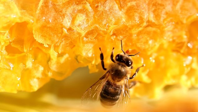 Bee gathering honey and nectar with proboscis
