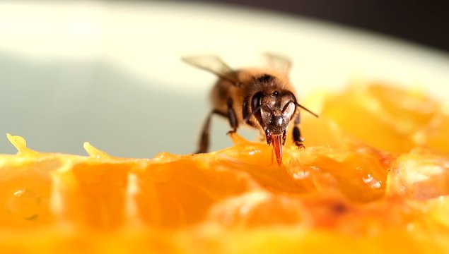 Bee gathering honey and nectar with proboscis