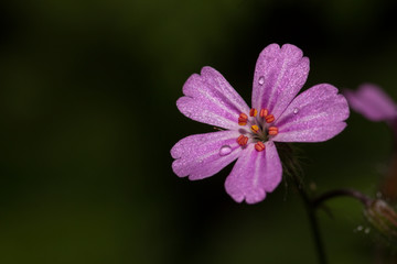 Fototapeta premium Pink Flower