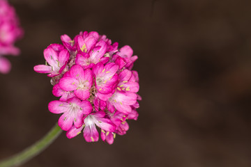 Pink flower