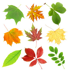 Collage of different leaves isolated on white