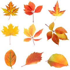 Naklejka premium Collage of different leaves isolated on white
