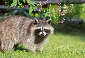 raton laveur sur la pelouse