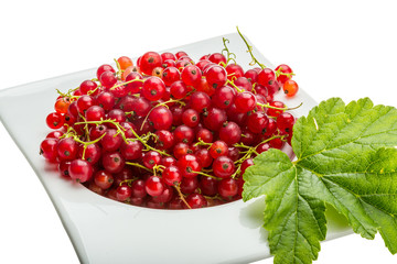 Red currant
