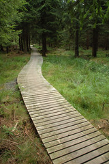 Fototapeta premium wooden path in forest