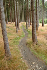bicycle path in forest
