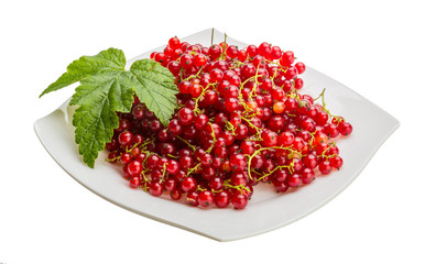 Red currant