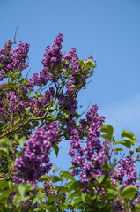 Syringa Lilac purple
