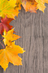 Naklejka na ściany i meble Herbst, Blätter, Ahorn, Holz, grunge, Hintergrund