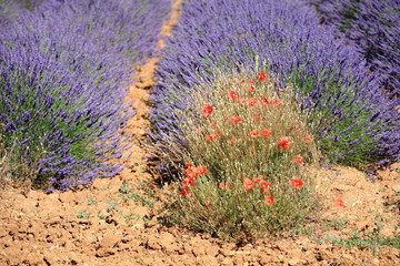 valensole provenza francia campi di lavanda fiorita