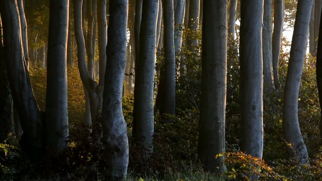 Wald aus alten Buchen