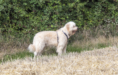 Obraz premium west highland white terrier on a green grass outdoors