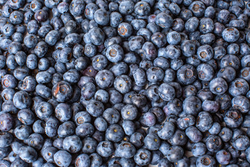Freshly picked blueberries