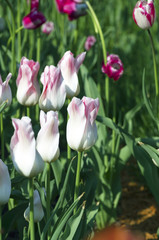 Spring background with tulips over natural background