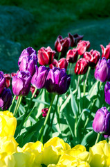 Spring background with tulips over natural background