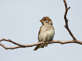 Eurasian Tree Sparrow (Passer montanus)