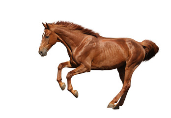 Fototapeta na wymiar Brown horse galloping fast isolated on white