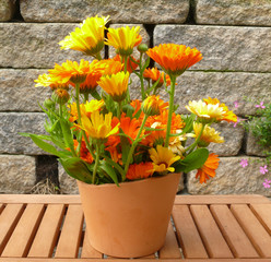Ringelblumen