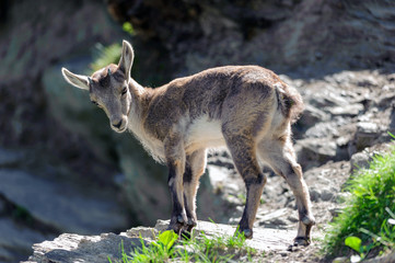 Giovane di stambecco - Capra Ibex