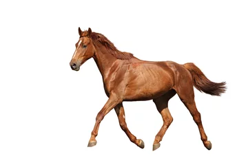 Poster Chestnut brown horse running free on white background © virgonira