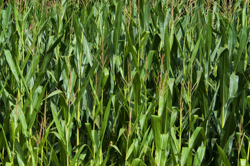 Green corn field growing up