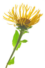 Fototapeta premium Echter Alant (Inula helenium)