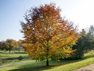 Naklejka premium Herbst