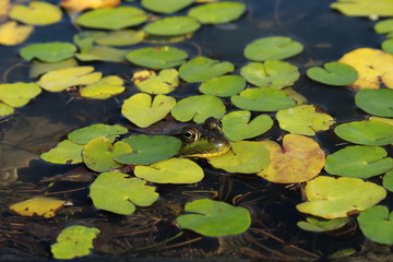 Frog across lily pads
