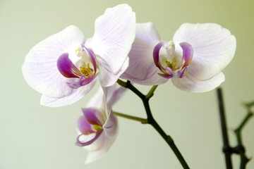 Naklejka na ściany i meble Orchidaceae
